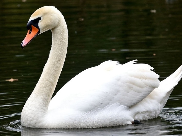 На Сахалине несколько дней спасают травмированного лебедя