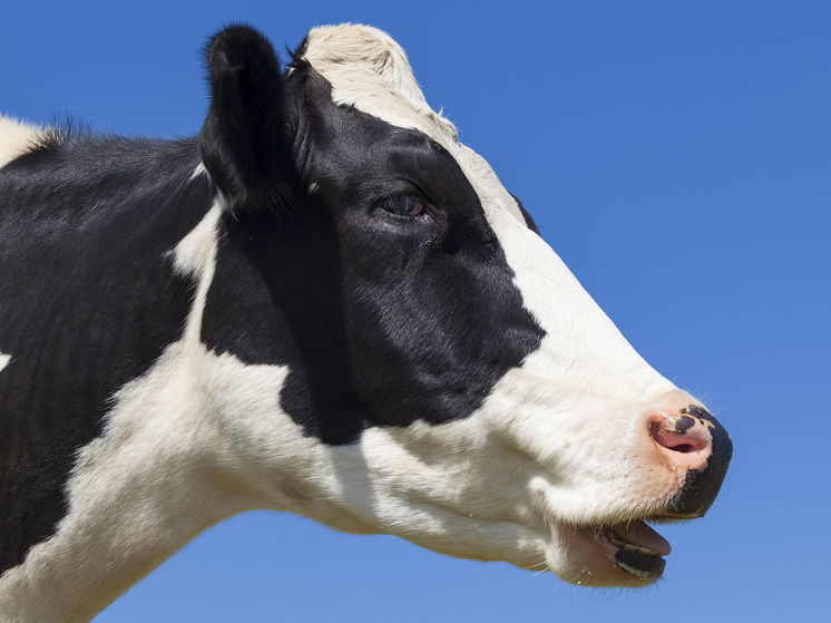 Курянка продала корову без ветеринарных документов