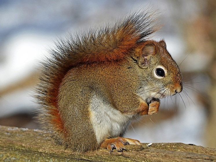 В Нижнем могут открыть кафе для людей и белок