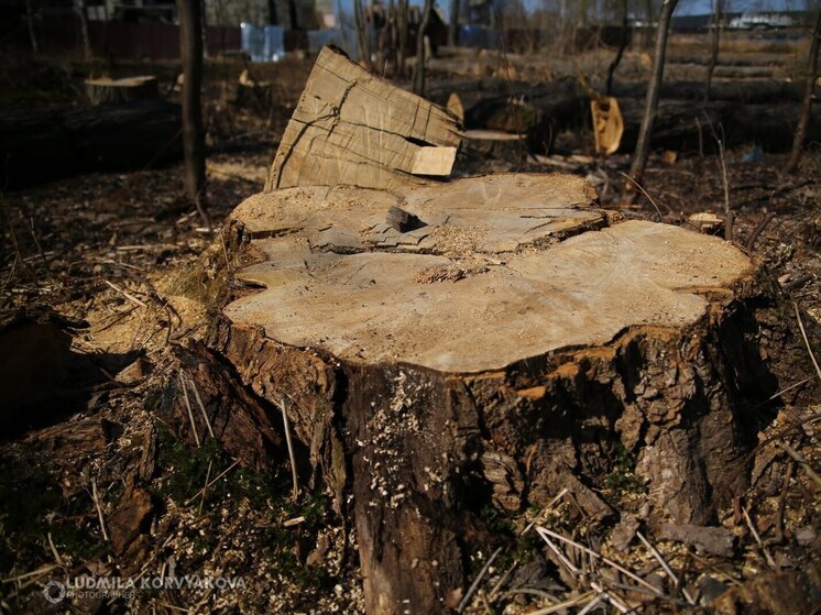 Лесопромышленники из Сортавальского округа были оштрафованы