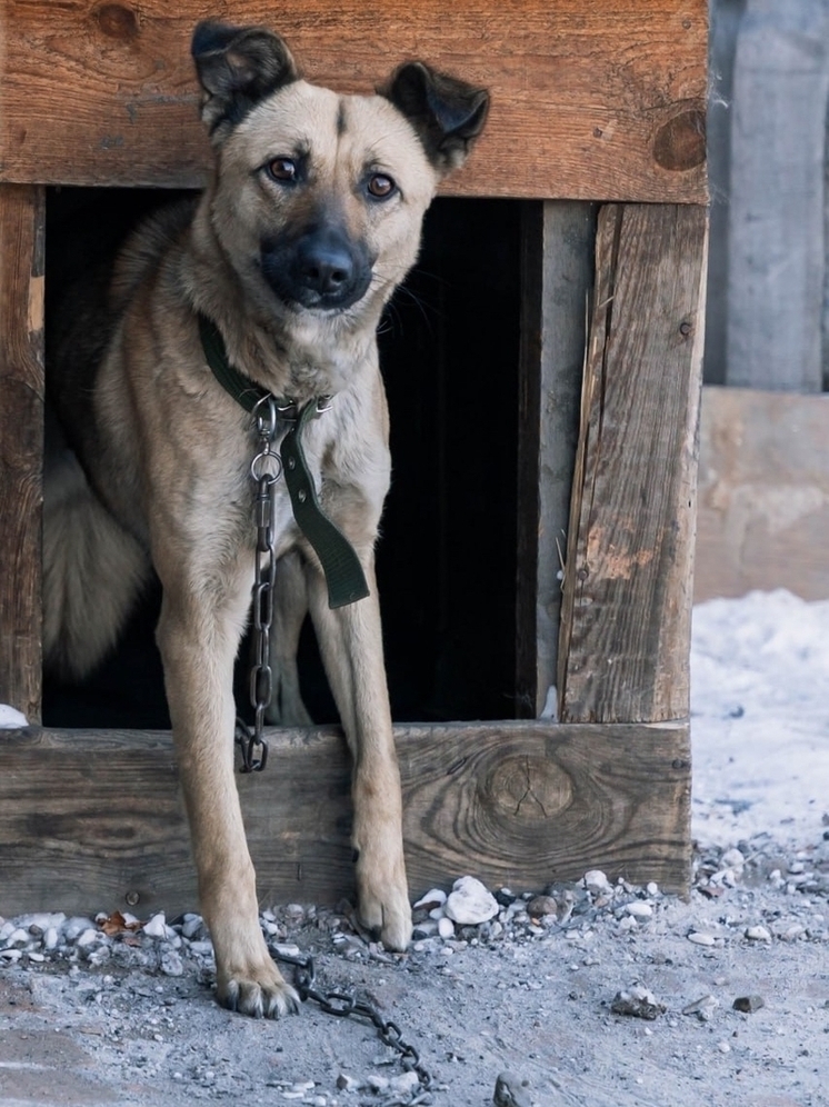 В Улан-Удэ проходит рейд по собакам