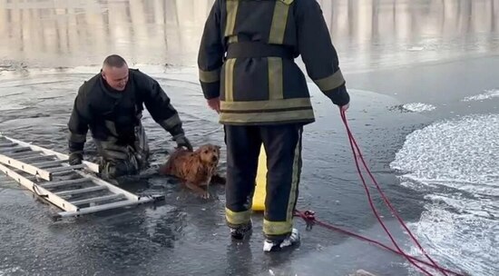 Собака провалилась под лед в Минусинске — МЧС успело вовремя