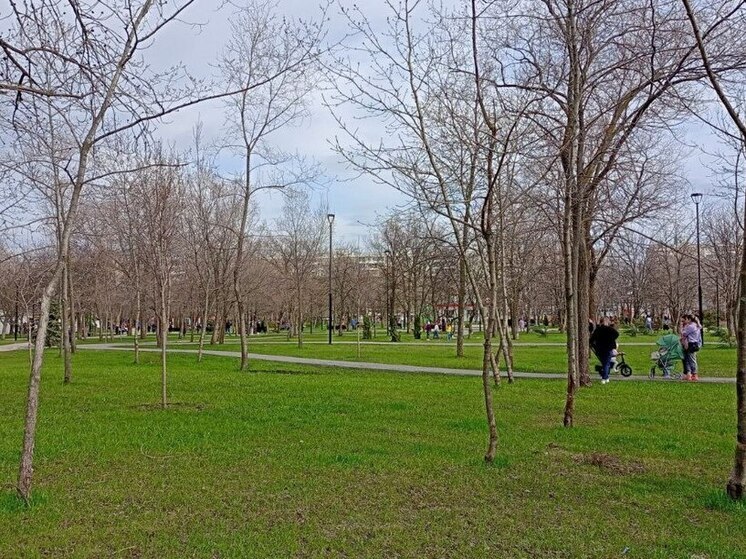 В Саратове начнутся компенсационные высадки деревьев из-за строительства путепровода