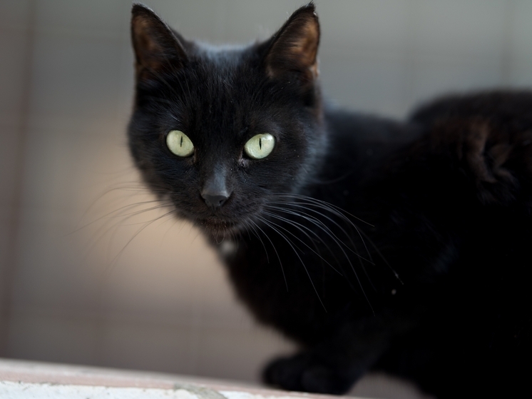 Из-за кошки на подстанции несколько микрорайонов Сосновоборска остались без электричества