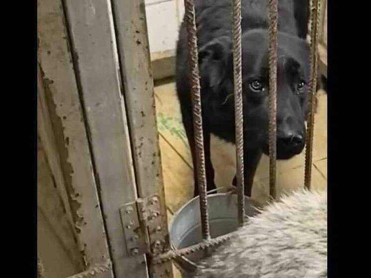 В Омске завершилась история с овчаркой: животное вернули хозяину