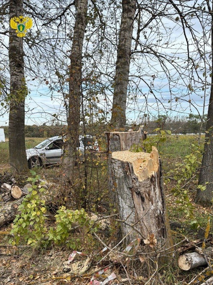 Прокуратура заставила власти в Щекинском районе спилить сухие деревья
