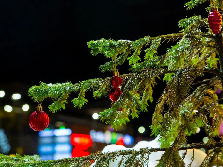 Администрация Беломорска объявила о сборе средств на приобретение новой новогодней ели