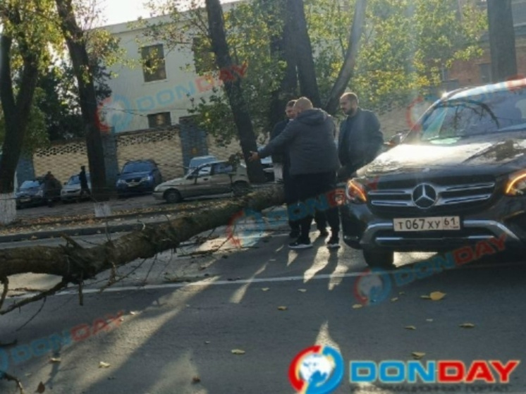 На Шолохова в Ростове упавшее на дорогу дерево спровоцировало большую пробку