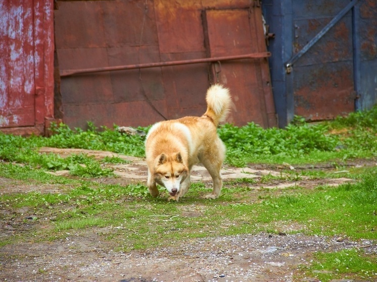 Власти Ефремова оштрафованы за нападение собаки на девочку у «Пятерочки»