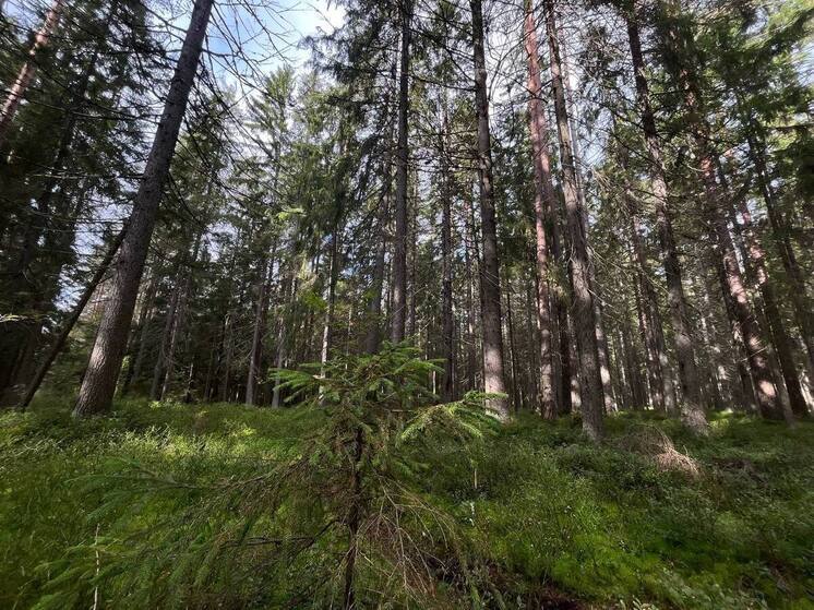 Атакующие дерево бобры попали в фотоловушку Рдейского заповедника