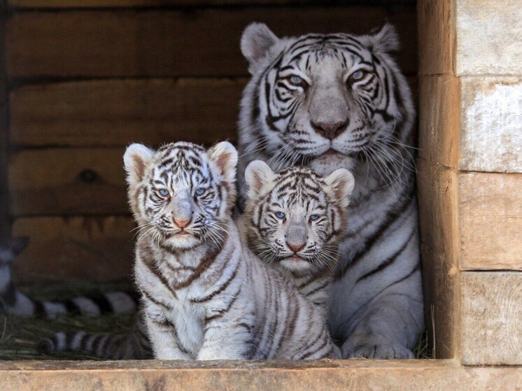 У всех мам появится возможность посетить барнаульский зоопарк бесплатно