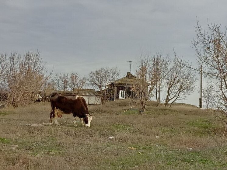 В Саратове выпас скота разрешат только в определенных местах