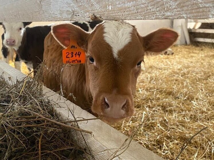 Незаконный ввоз скота и мяса пресечен на границе Иркутской области