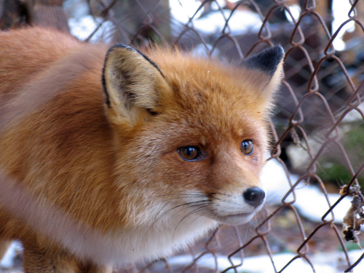 После нападения лисы на девушку карантин по бешенству ввели в Новосибирске
