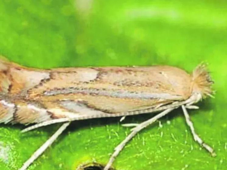 Под Ростовом спустя более 10 лет сняли карантин по восточной плодожорке и картофельной моли