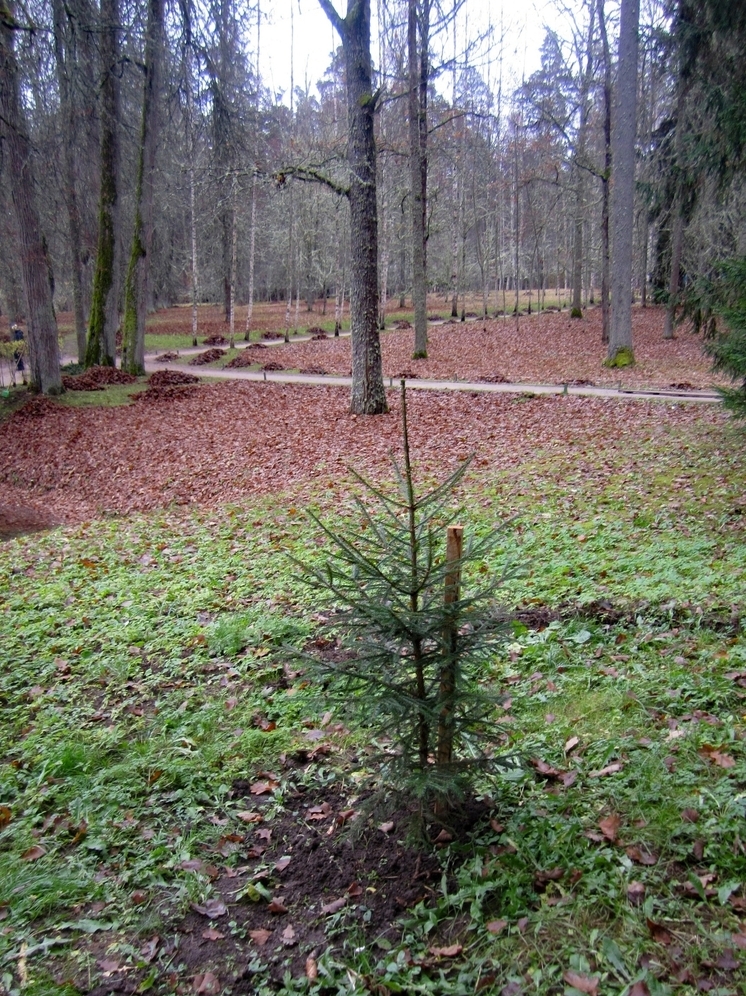 В Пушкинском заповеднике восстанавливают историческую еловую аллею
