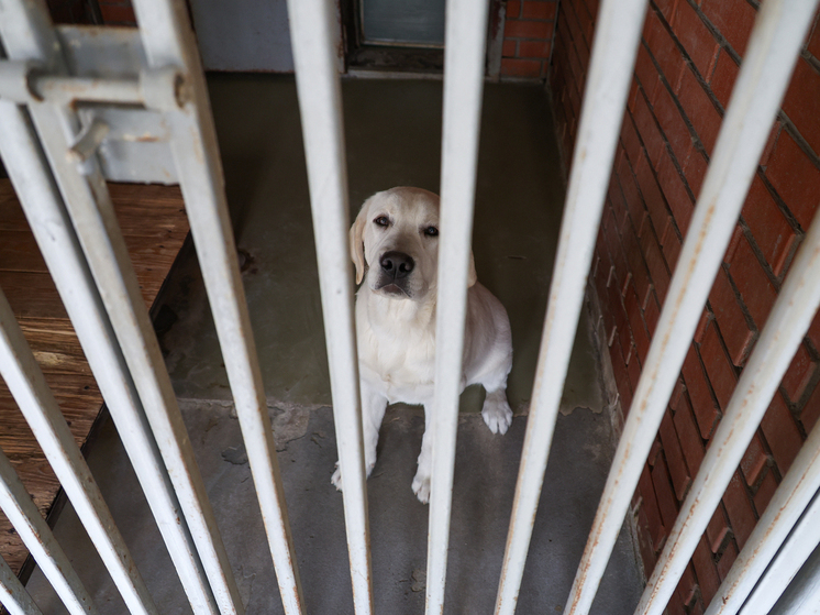 В США город выплатил $500 тыс. хозяину убитой полицейским слепой и глухой собаки