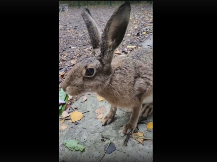 Белгородцам показали, как заяц из зоопарка наслаждается одуванчиками