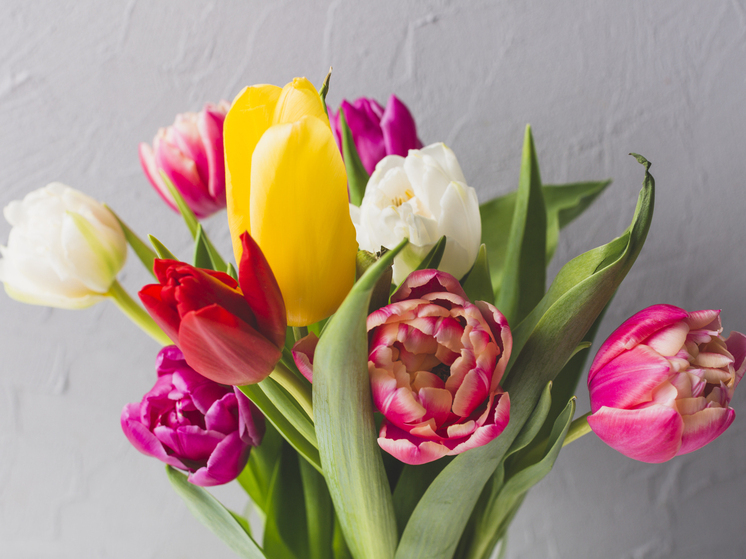 Воронеж готовит цветочный сюрприз к весне: высажены десятки тысяч тюльпанов