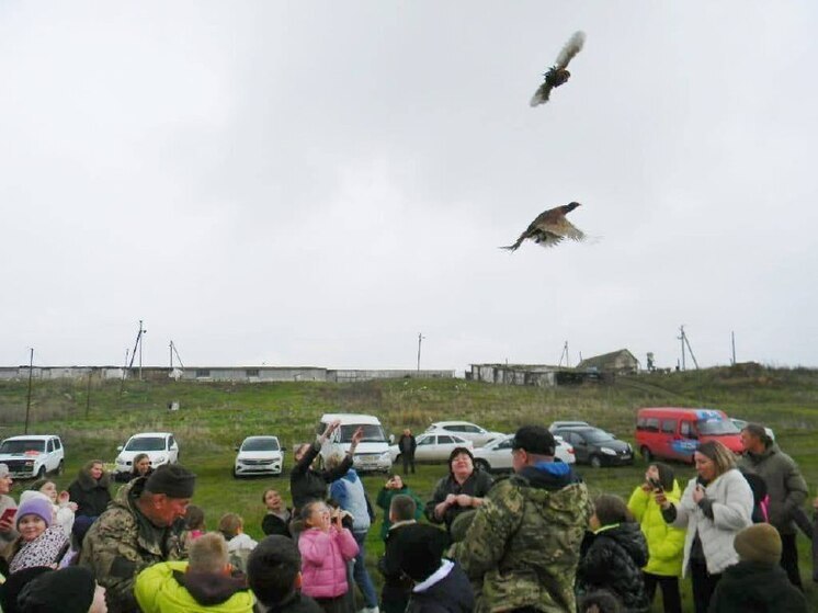 На Ставрополье выпустили на волю 200 фазанов