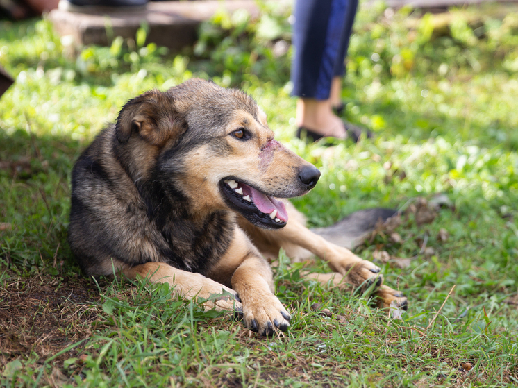 Жители Тверской области бьют тревогу из-за бездомных животных, бросающихся на людей