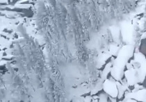 В СМИ появилась информация, что в Кутурчинском Белогорье Красноярского края, где 28 сентября пропала семья Усольцевых, началась новая поисковая операция