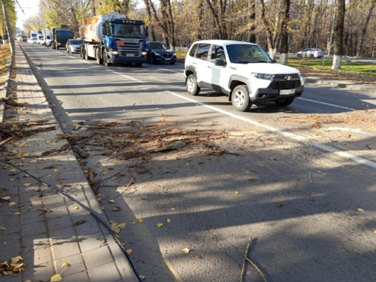В Ростове убрали дерево, упавшее на дорогу на Шолохова