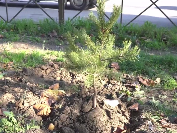 В Махачкале появятся хвойные аллеи на проспекте Имама Шамиля