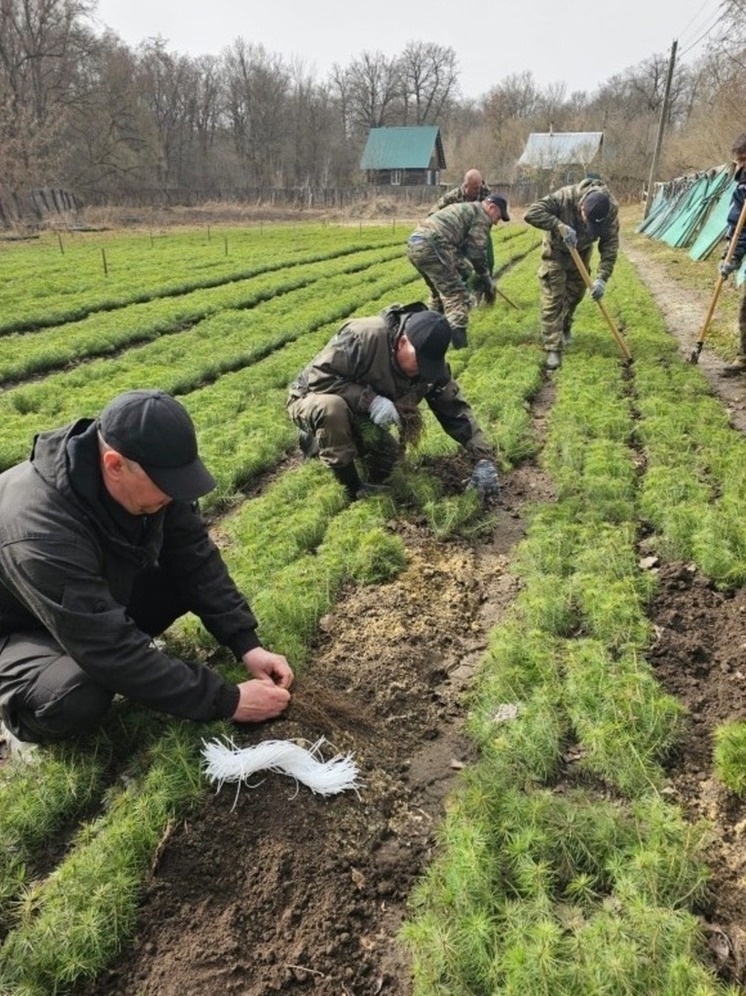 На 45 гектарах выросли новые леса: Тамбовский лесхоз подвел итоги года