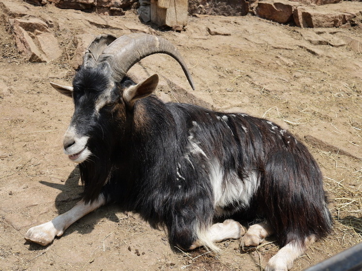 В Великобритании после посещения фермы более 200 человек заразились паразитами
