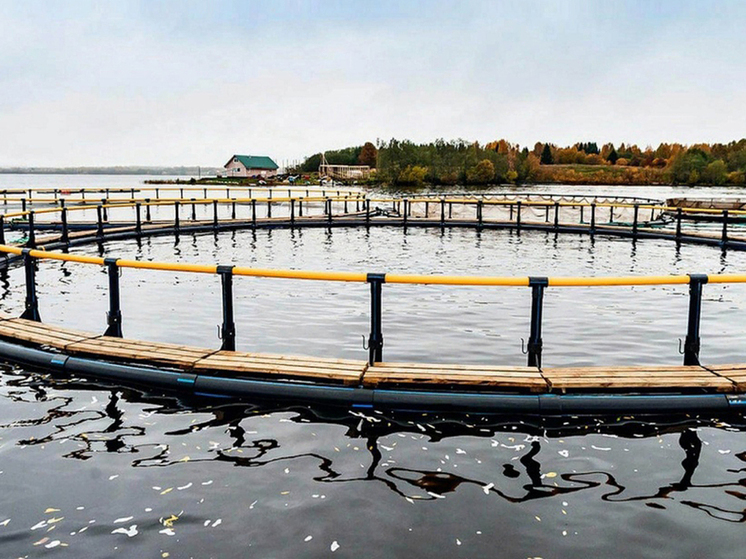 На Вологодчине произвели почти тысячу тонн продукции аквакультуры