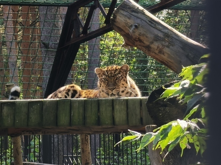 В Новосибирском зоопарке появился гривистый баран — уязвимый вид из Северной Африки