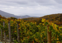 Винодельческая отрасль России стремительно развивается, набирая обороты с каждым годом