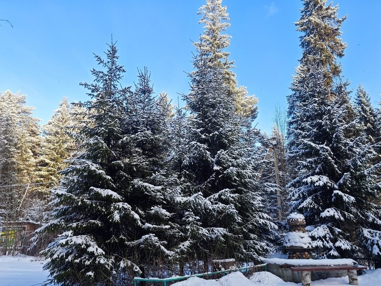 В Вологодских лесах у кабанов начался гон