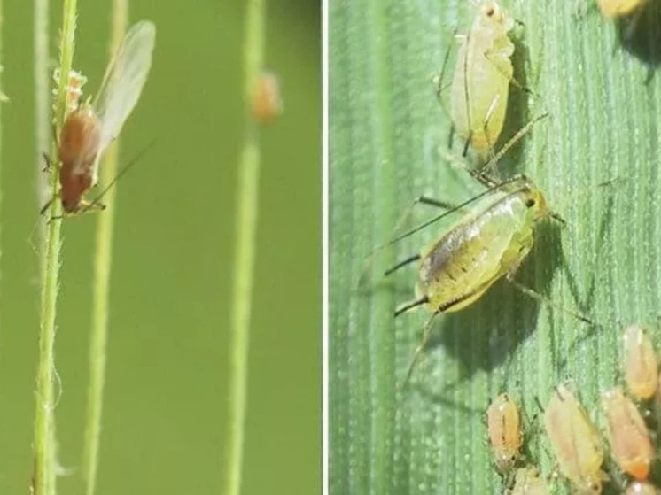 Аграриев Ростовской области предупредили омногоядном вредителе озимых культур