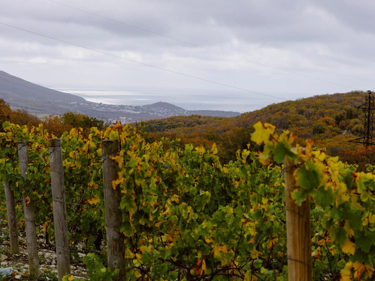 Винодельческая отрасль России стремительно развивается, набирая обороты с каждым годом