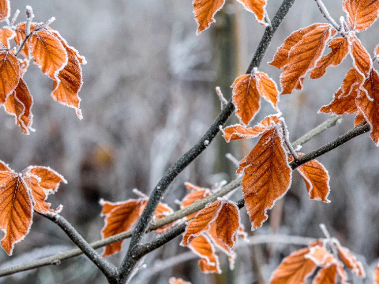 19 ноября в Брянской области обещают минусовую температуру