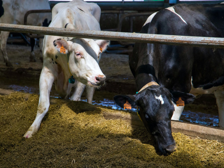 На границе Челябинской области перехватили нелегальный груз коров
