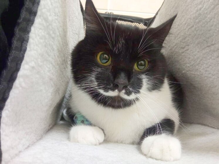 Из зоны СВО спасли кота с необычными усами