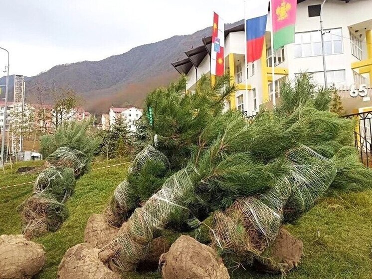 Центральный и Адлерский районы Сочи продолжают озеленять