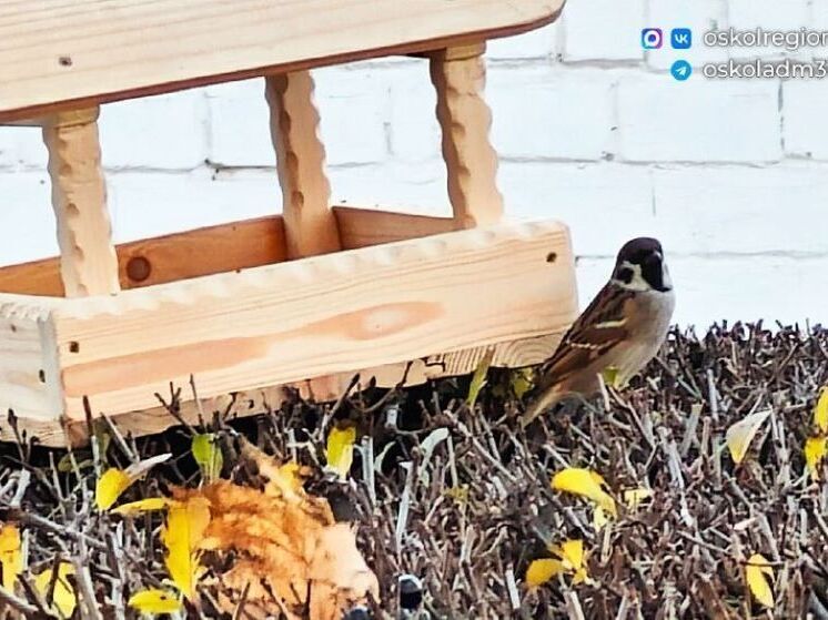 Помощь крылатым жителям: старооскольцы приняли участие в акции «Птицы – наши друзья!»