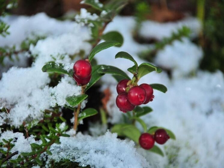 В середине ноября в Карелии продолжается сбор брусники