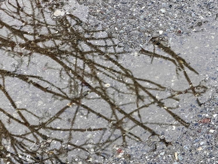 Эколог Рыбальченко: ноябрьское потепление в Московском регионе губительно для природы