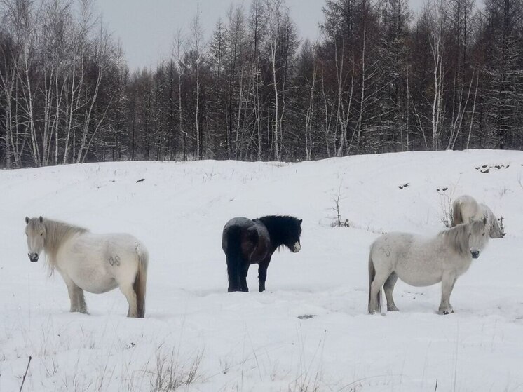 Прогноз погоды в Якутии на сегодня, 19 ноября