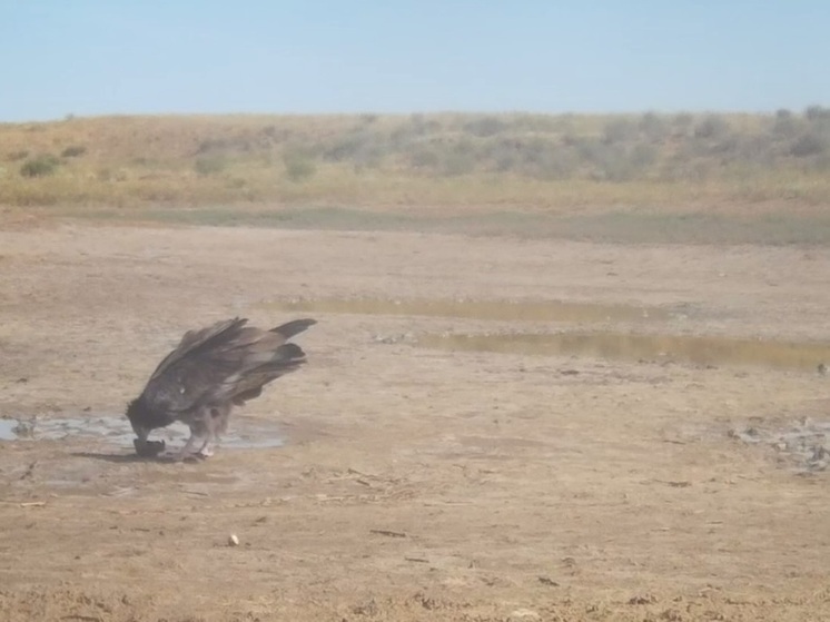Почему в Калмыкии рады стервятникам