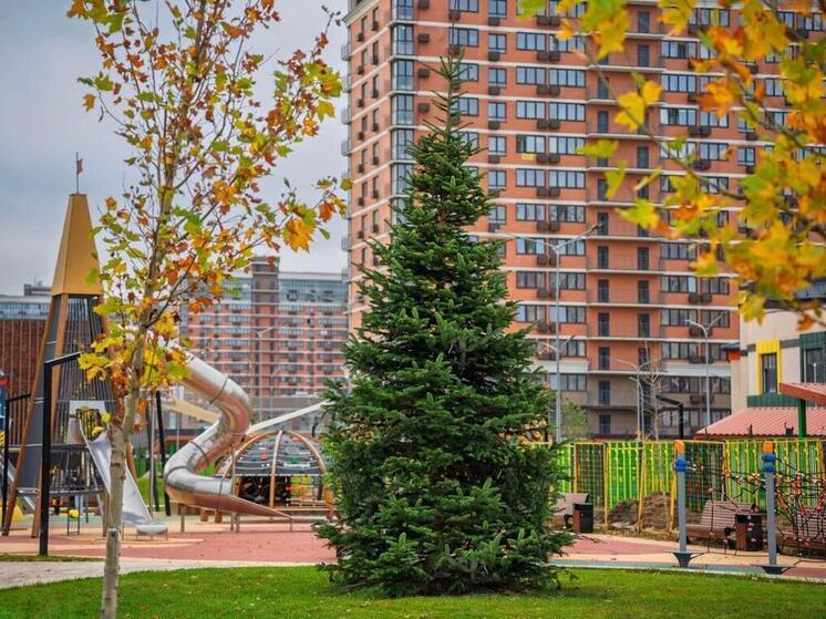 В Краснодаре к Новому году высадили 7-метровую пихту из Бельгии