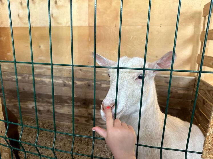 Новый зоопарк хотят построить в Петербурге до 2035 года