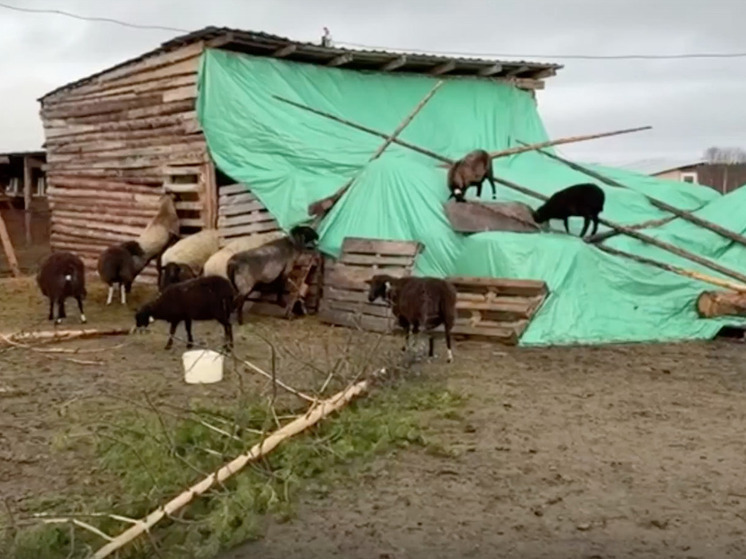 УФАС проверит тарифы на подключение для фермеров в Ловозерском районе