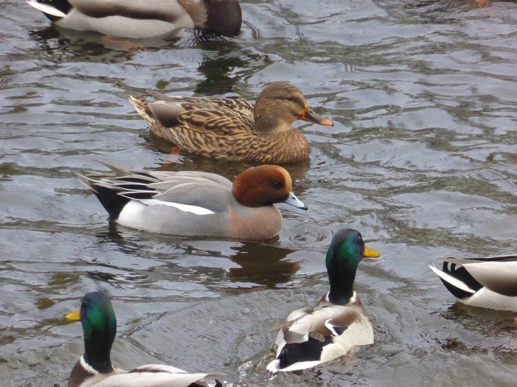 Калужские орнитологи заметили на пуховском пруду свиязь