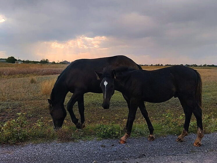 Под Астраханью всадник на лошади провалился в яму и нашел склеп